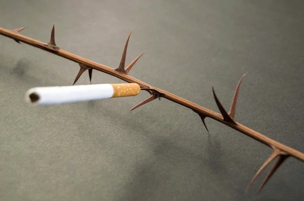 Bush Thistle Cigarette Smoking Kills People — Stock Photo, Image