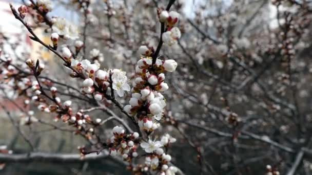 Der Aprikosenbaum Blüht Frühling — Stockvideo
