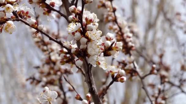 Bloeiende Bomen Het Voorjaar Van — Stockvideo