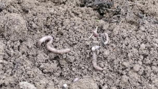 Organische Erde Und Würmer Regenwürmer Bewegen Sich — Stockvideo