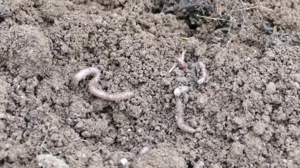 Organic soil and worms, earthworms are moving, — Stock Footage Organic Soil Worms Earthworms Moving Video Clip
