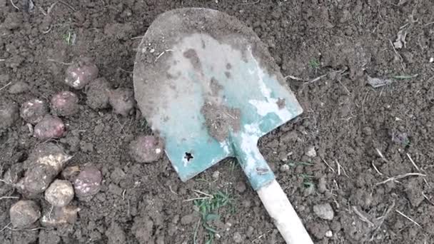 在田里用铲子收集的菊芋 — 图库视频影像