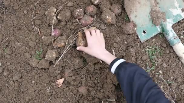 Recoger Alcachofa Fresca Jerusalén Jardín Humano — Vídeos de Stock