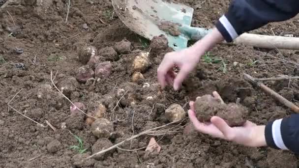 在人类花园里收集新鲜的耶路撒冷蓟芋 — 图库视频影像