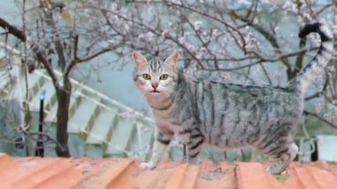 çatılar içinde yürür sevimli kedi,
