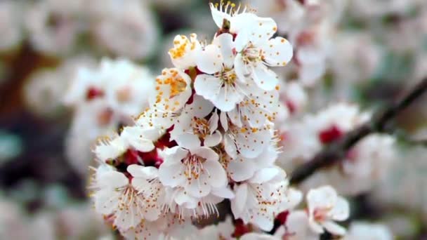 Alberi Fioriti Primaveral Albicocca Fiorisce Primavera — Video Stock