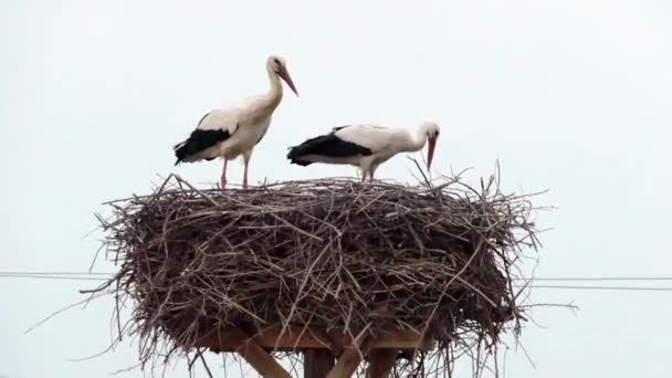 Storks Standing Nest — Stock Video