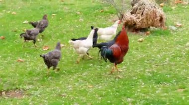 Tavuk ve horozlar bahçede serbestçe beslenen,