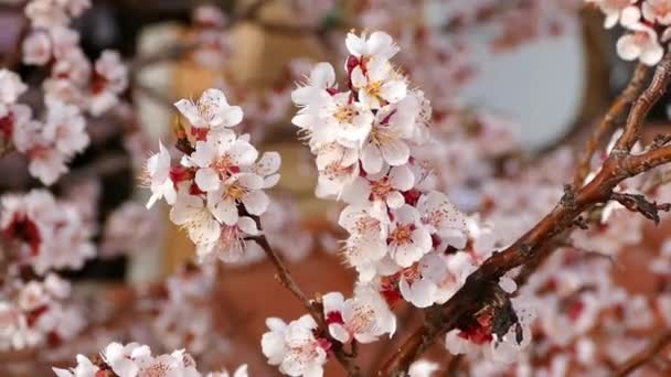 Абрикосовое Дерево Цветет Весной Цветущие Весной Фруктовые Деревья Открыли Свои — стоковое видео