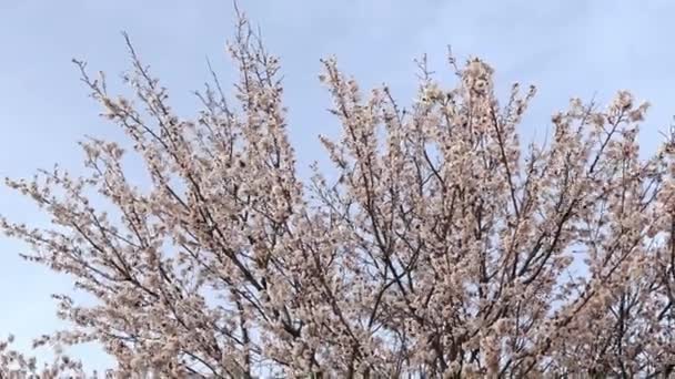 Apricot Tree Blooms Spring Months Blooming Fruit Tree Spring Opened — Stock Video