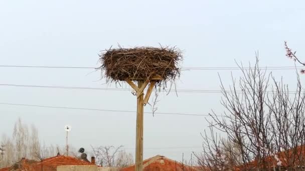 Empty Stork Nest — Stock Video