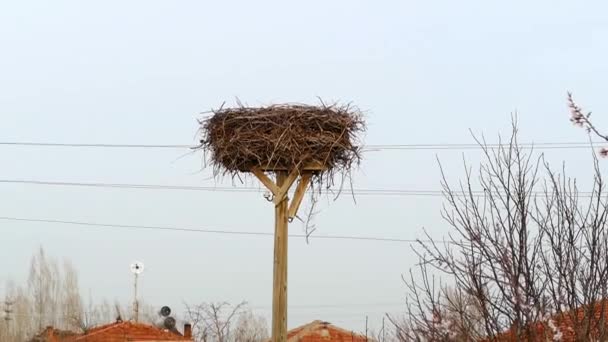 Empty Stork Nest — Stock Video