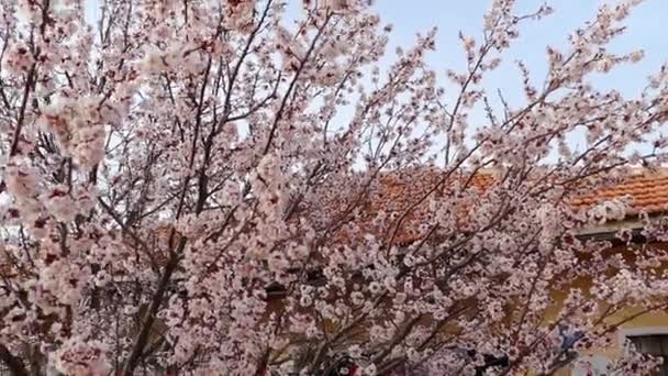 Den Frühlingsmonaten Blüht Der Marillenbaum Blühender Obstbaum Frühling Öffnete Seine — Stockvideo