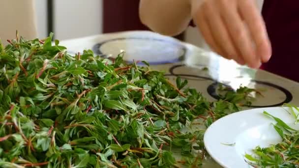 Reinigung Der Madimak Nahrung Herzustellen — Stockvideo