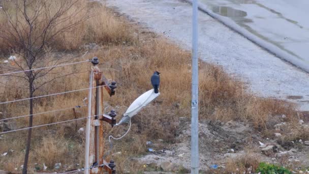 Κοράκι Μαύρο Κοράκι Στέκεται Στο Φανοστάτη — Αρχείο Βίντεο