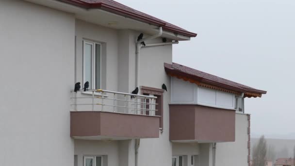 Krähen Regen Und Krähen Geschützt Auf Dem Balkon Regen — Stockvideo