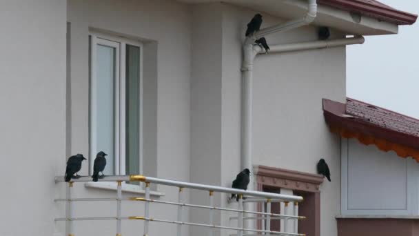 Вороны Дождь Вороны Защищены Балконе Дождем — стоковое видео