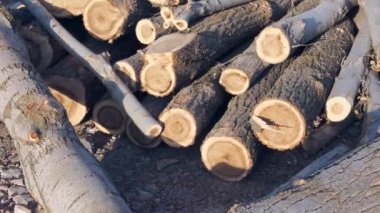 Kereste için kesilmiş kavak ağaçları, kalın kavak ağaçları, bol miktarda kesilmiş kavak ağacı.,