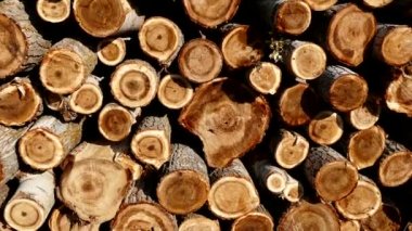 Kavak ağaçları, kavak ağaçları kereste, kereste ticareti, inşaat için kavak ağacı kesimi.,