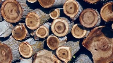 Kavak ağaçları, kavak ağaçları kereste, kereste ticareti, inşaat için kavak ağacı kesimi.,