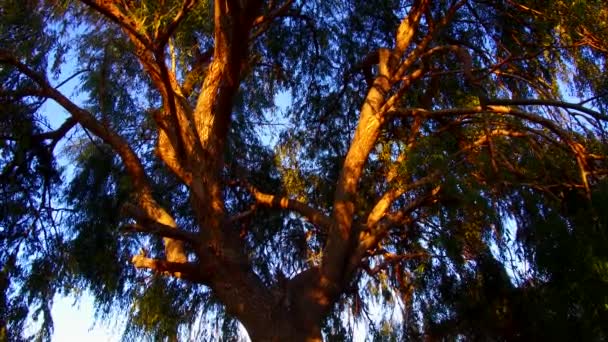 Leaved Willow Tree Giant Size — Stock Video