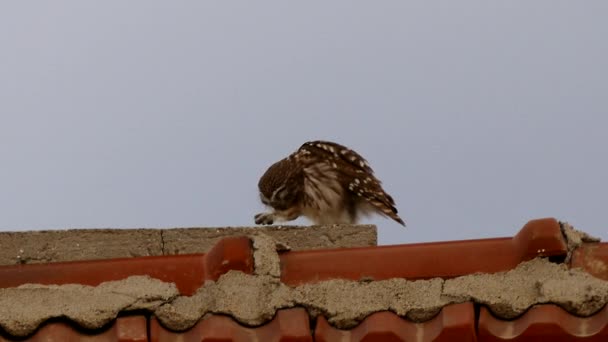 Owl Standing Roof Tiles Defending Himself — Stock Video