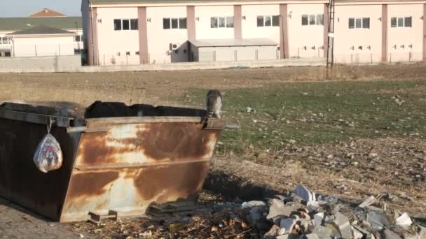 Gatos Paja Alimentados Con Latas Basura — Vídeo de stock