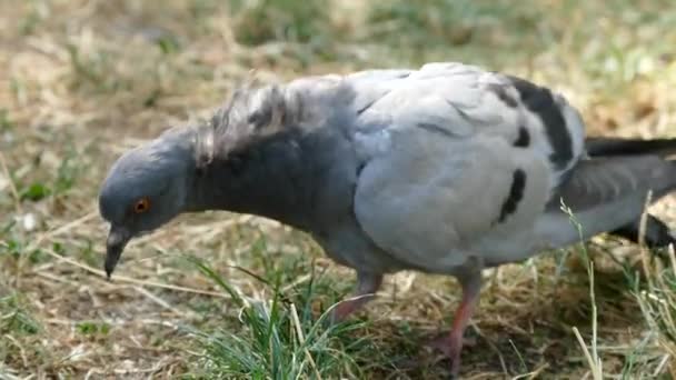 Yaban Güvercini Çok Yakından Çekilmiş Yorgun Hasta Güvercin — Stok video