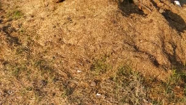 カビの多い古い干し草古いカビの干草が劣化した状態で — ストック動画