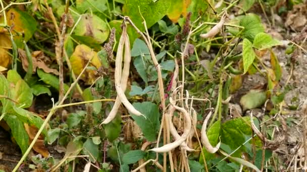 Dried Bean Plant Allocated Seed Dried Bean Plant Seed — Stockvideo