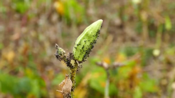 Plantenziekten Okra Luizen Gumbo Luizen Ongediertebestrijding — Stockvideo