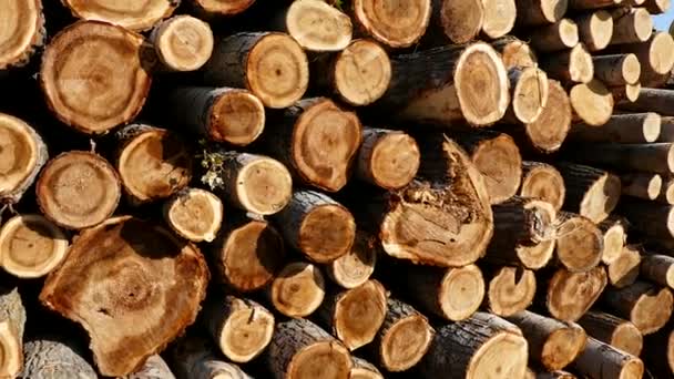砍伐杨树 砍伐杨树作为木材 木材贸易 杨树作为建筑 — 图库视频影像