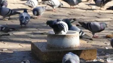 Tarlada beslenen güvercinler, kışın açık alanda beslenen aç güvercinler.,