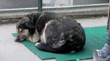 Bir sokak köpeği uyuyor, uyuyan bir köpek.,