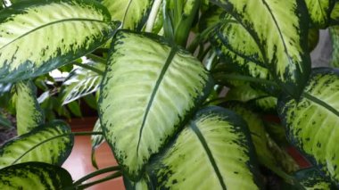 dieffenbachia çiçek yaprakları saksıda yakın çekim