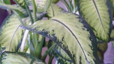 Bir evin koridorunda difenbahya çiçeği, saksıda dieffenbachia çiçeği taç yaprakları