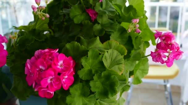 Uma Pessoa Toca Flor Vaso Flores Ornamentais Rosa Floridas — Vídeo de Stock