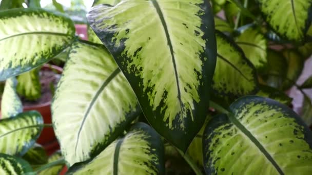 Dieffenbachia Blütenblätter Blumentopf Aus Nächster Nähe — Stockvideo