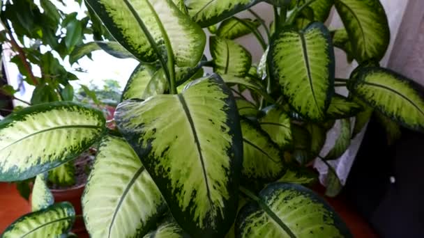 Difenbahya Flor Salón Una Casa Dieffenbachia Pétalos Flores Maceta Cerca — Vídeos de Stock