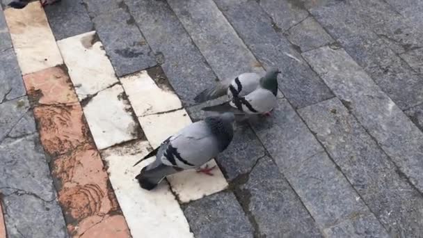 Güvercinlerin Çiftleşme Zamanı Güvercinlerin Flört Zamanı — Stok video