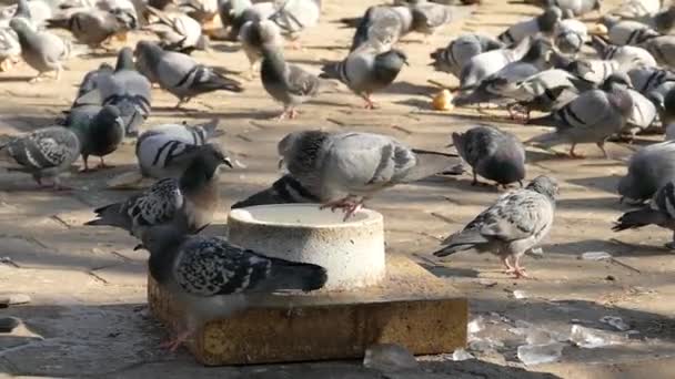 Kışın Hayatta Kalmak Için Mücadele Eder Güvercinler Parkta Ağır Çekimde — Stok video