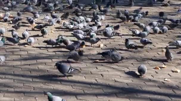 Pigeons Fed Field Hungry Pigeons Feed Open Field Winter — Stock Video