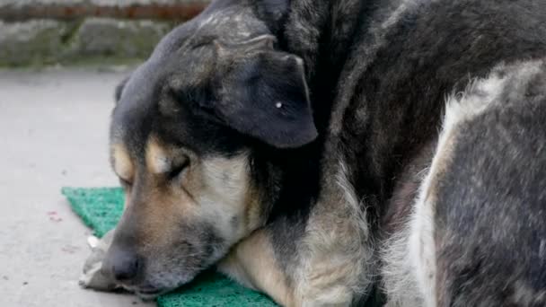 Perro Callejero Está Durmiendo Perro Dormido — Vídeos de Stock
