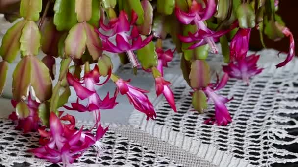 Planten Bloeien Met Kerstmis Kerstmis Bloem Roze Bloeiende Kerstplanten — Stockvideo