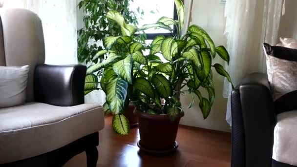 Difenbahya Flor Salón Una Casa Dieffenbachia Pétalos Flores Maceta Cerca — Vídeo de stock