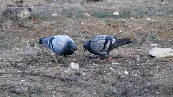 Pigeons Fed Field Hungry Pigeons Feed Open Field Winter — Stock Video