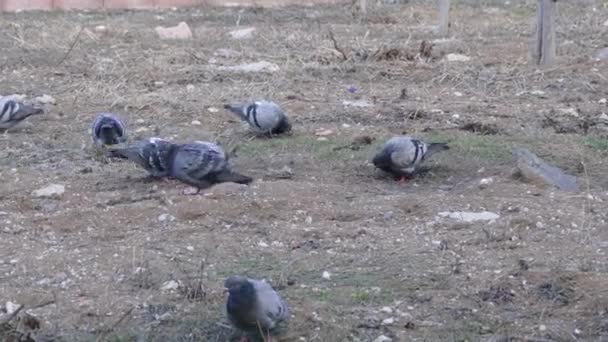 Pigeons Fed Field Hungry Pigeons Feed Open Field Winter — Stock Video