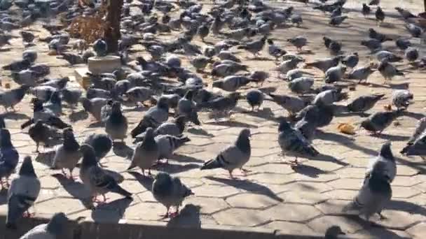 Palomas Con Dificultades Condiciones Invernales — Vídeos de Stock