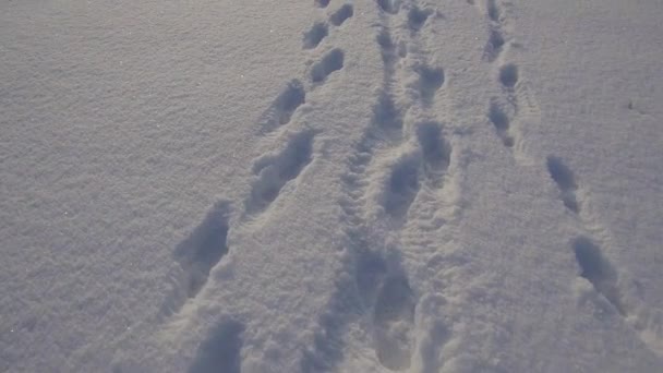 Много Людей Следы Снежной Области Отпечатки Обуви Снегу — стоковое видео