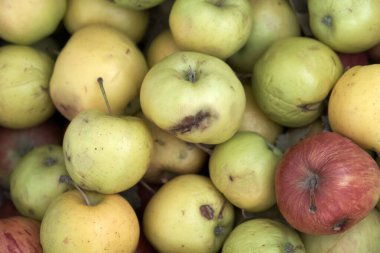 Elmalar çürümeye başlar, çürük elmalar çürümeye başlar.,